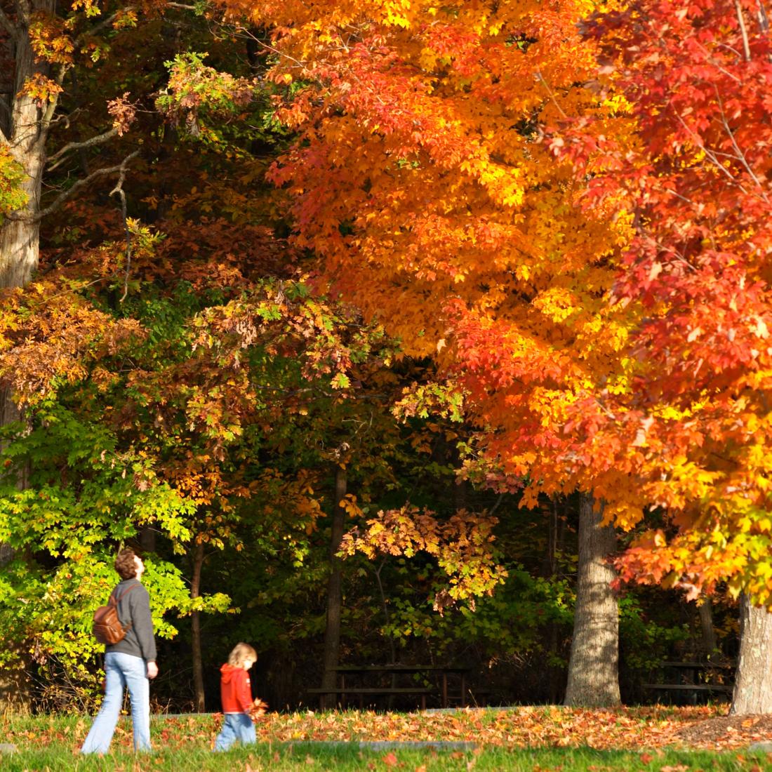 Autumn Glory Festival Capital Region USA